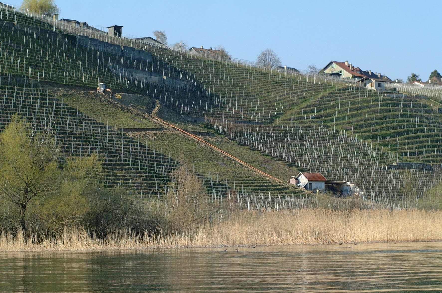 Vue sur les vignes et sur le lac Vue sur les vignes et sur le lac